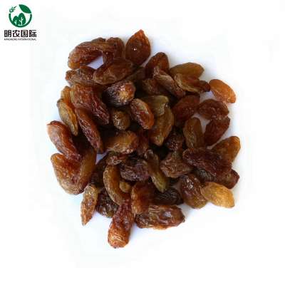 xinjiang wholesale red raisin sultana raisin