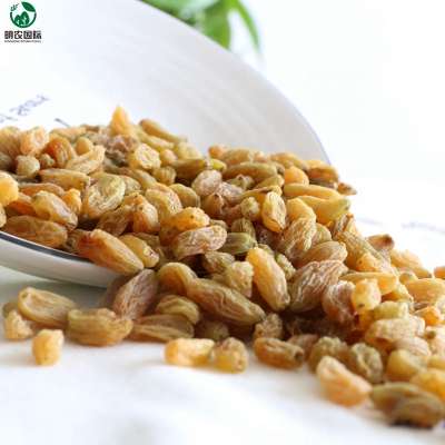 wholesale xinjiang turkish raisin gold raisin for sale